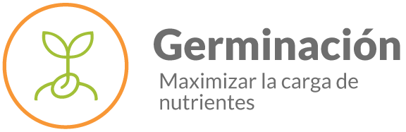 Proceso de germinación que maximiza la disponibilidad de nutrientes