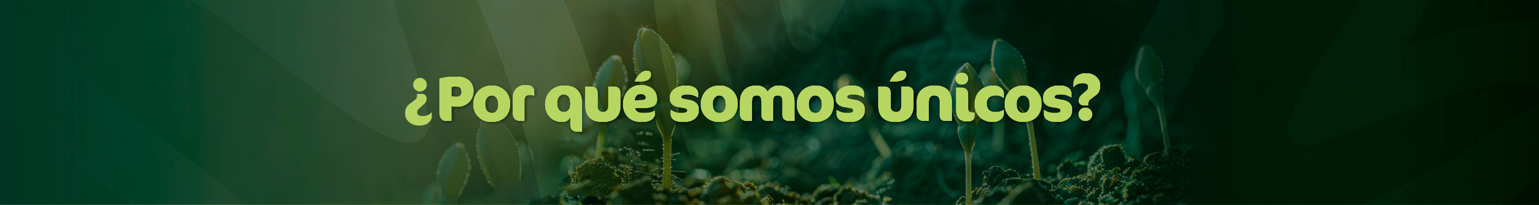Beneficios de nuestros superalimentos con proteina y fibra veganos en México