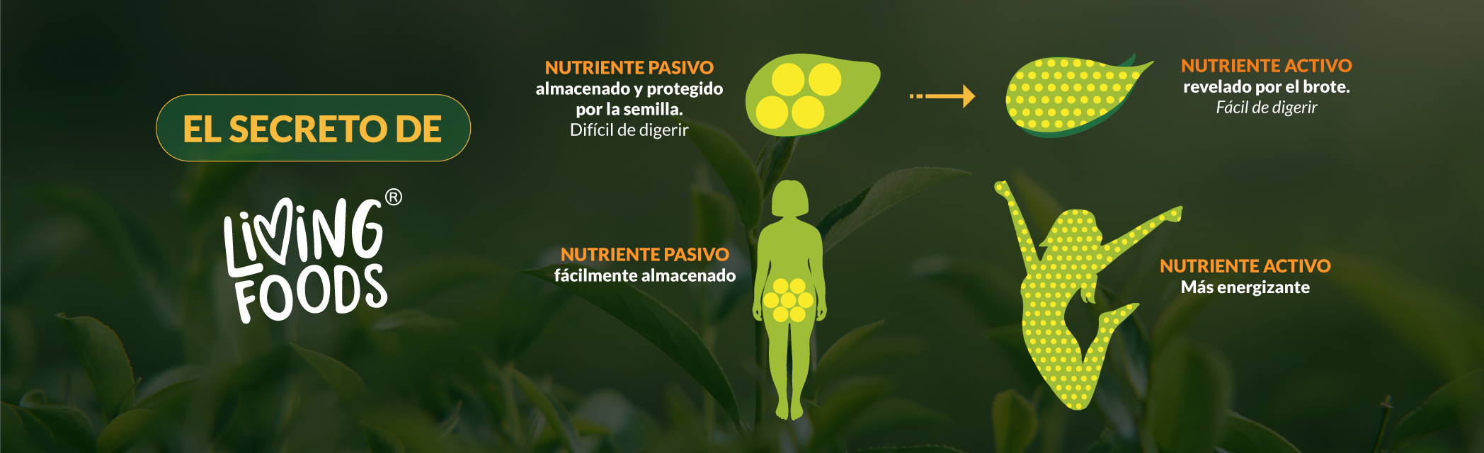 Diagrama del proceso de germinado utilizado para crear superalimentos nutrientes Living Foods